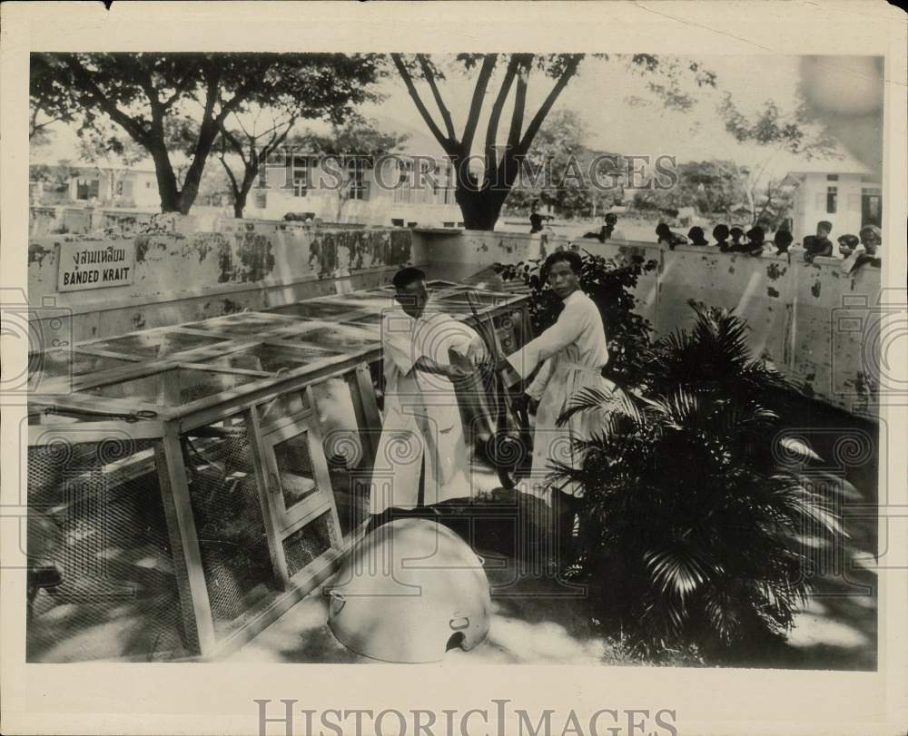 Press Photo Men extract poison from a Banded Krait, Pasteur Institute, Bangkok- Historic Images