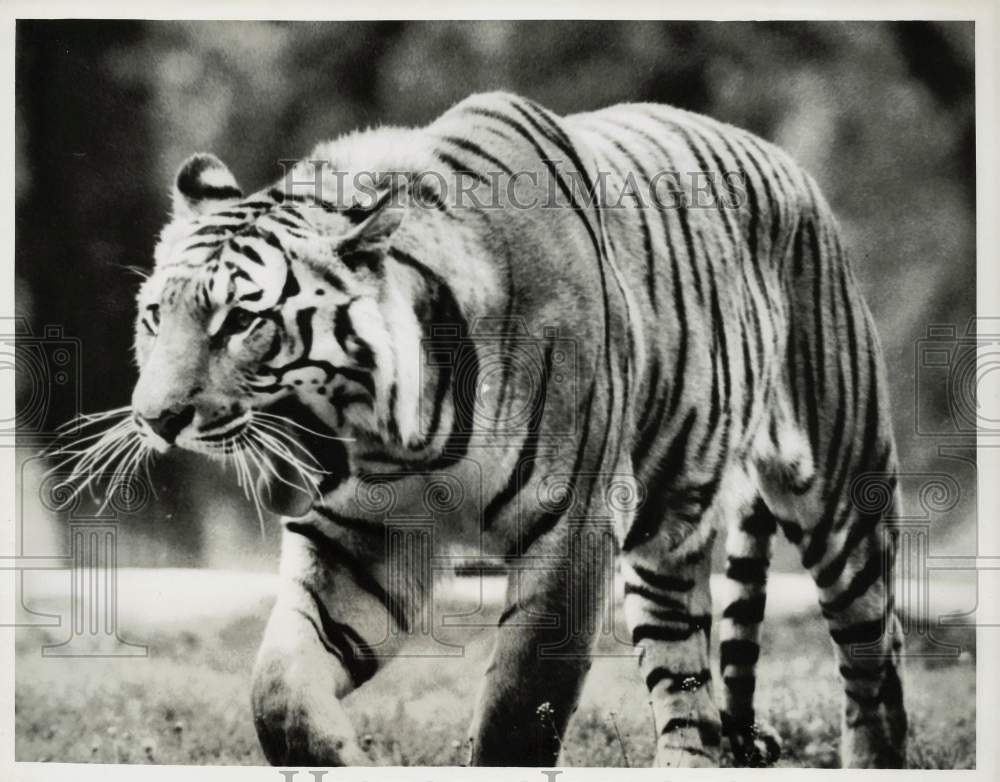 1969 Press Photo The Majestic Tiger of India. - kfx14043- Historic Images