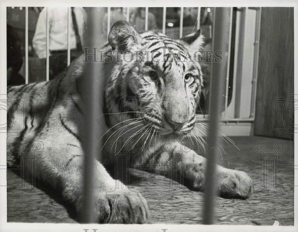 1960 Press Photo White tiger from India arrives at Idlewild Airport in New York- Historic Images