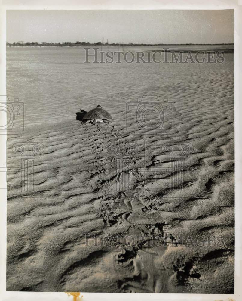 Press Photo A turtle moves towards a river - kfx14576- Historic Images