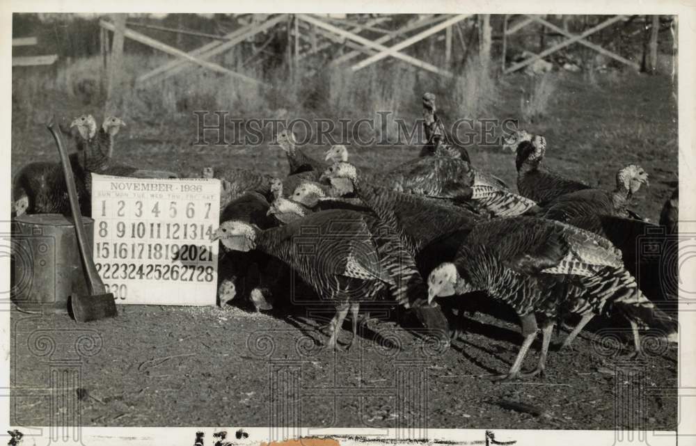 1936 Press Photo Turkeys at Everett A. True&#39;s farm in Salisbury, Massachusetts- Historic Images