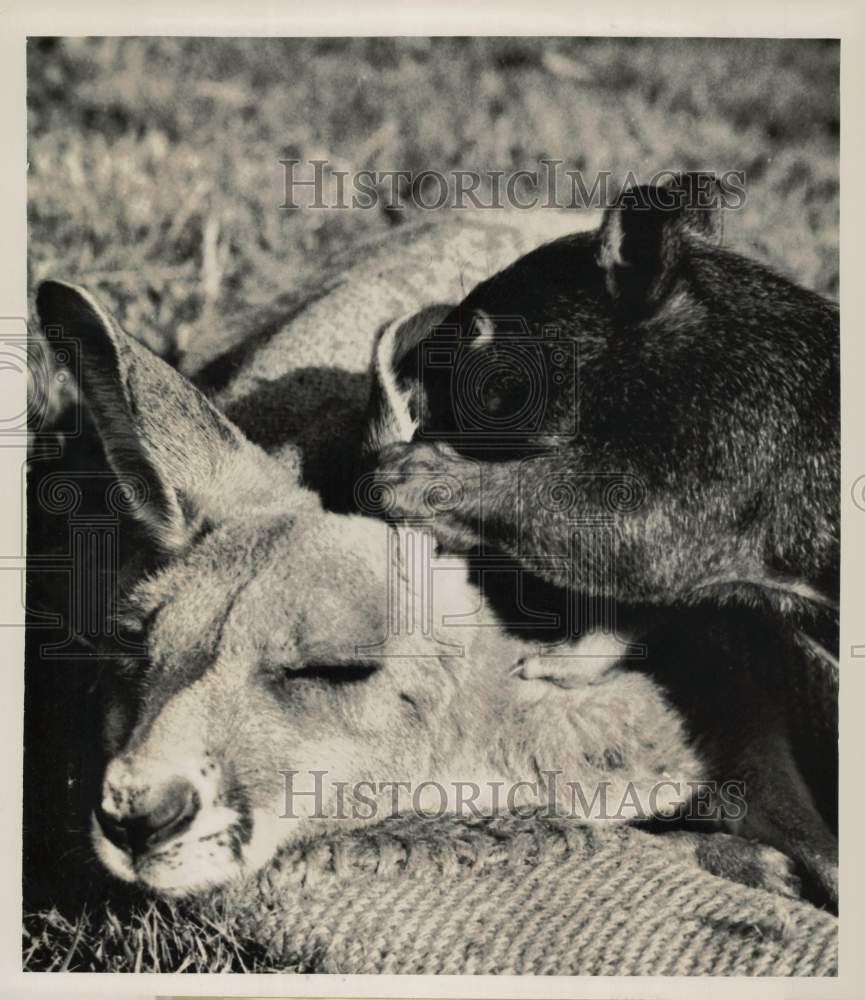 1969 Press Photo Kangaroo and Wombat at Kingston Gardens Zoo in Australia- Historic Images