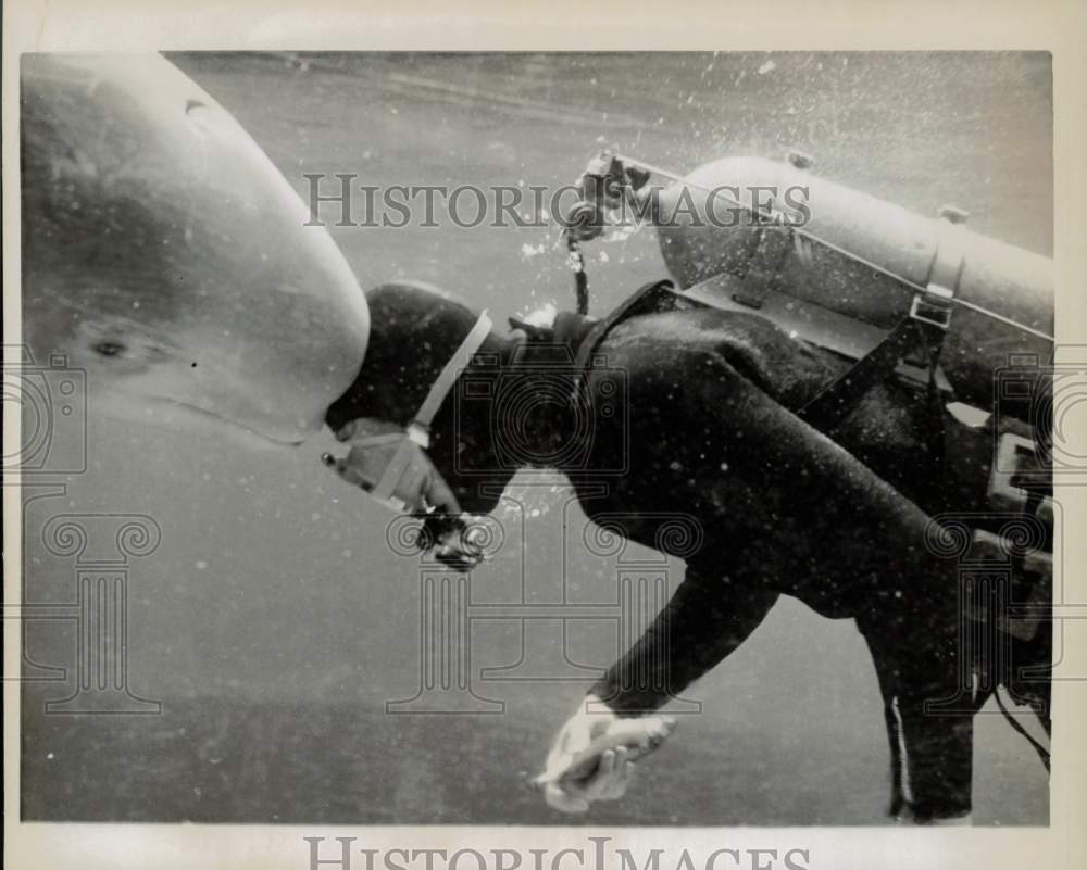 1963 Press Photo Michael Thompson and Beluga whale in Coney Island, New York- Historic Images