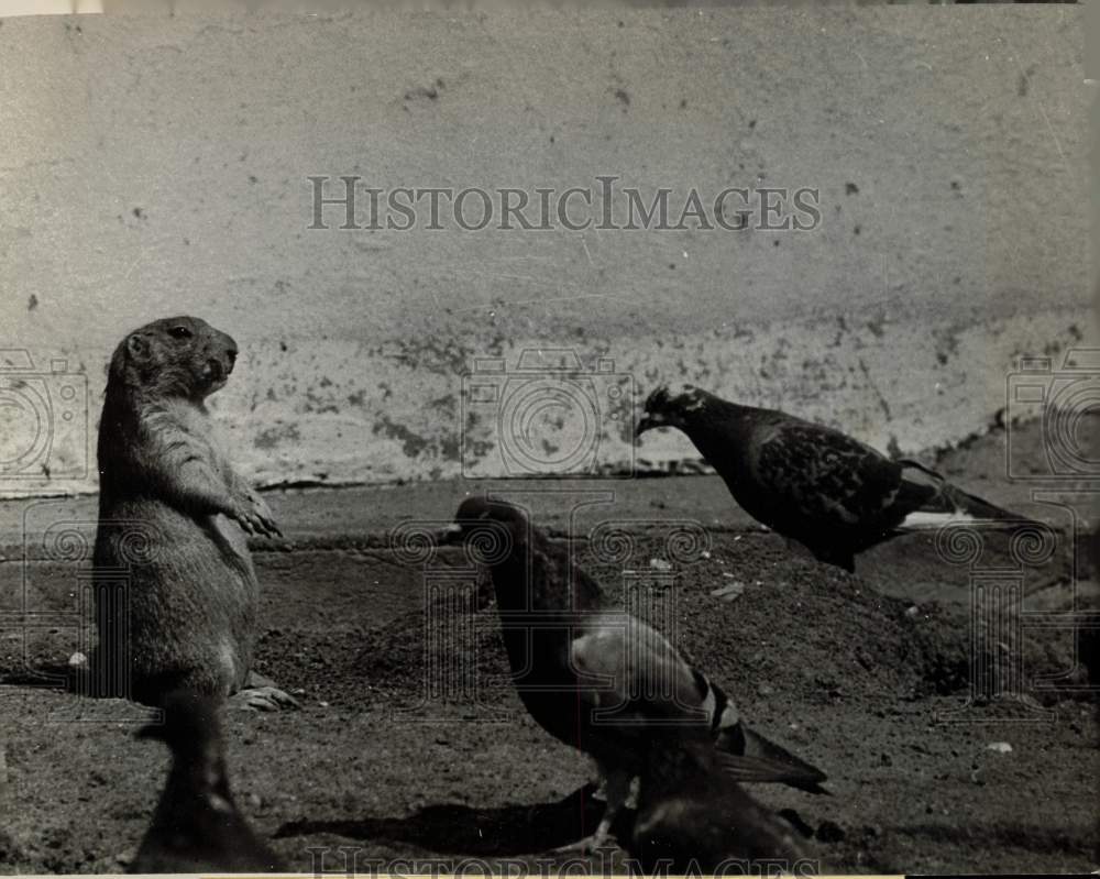 1966 Press Photo Woodchuck and Pigeons at Regents Park Zoo in London, England- Historic Images