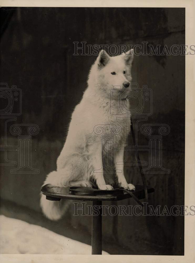 1923 Press Photo Champion Samoyedes at Westchester Kennel Club Dog Show- Historic Images