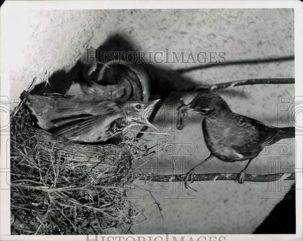 Press Photo Robin Birds and Nest at Apartment Building in Milwaukee, Wisconsin- Historic Images