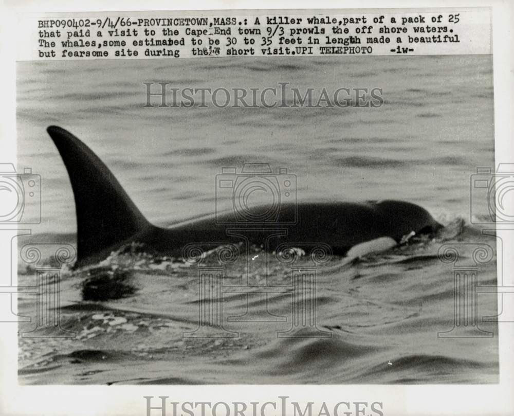 1966 Press Photo Killer Whale at Cape End in Provincetown, Massachusetts- Historic Images