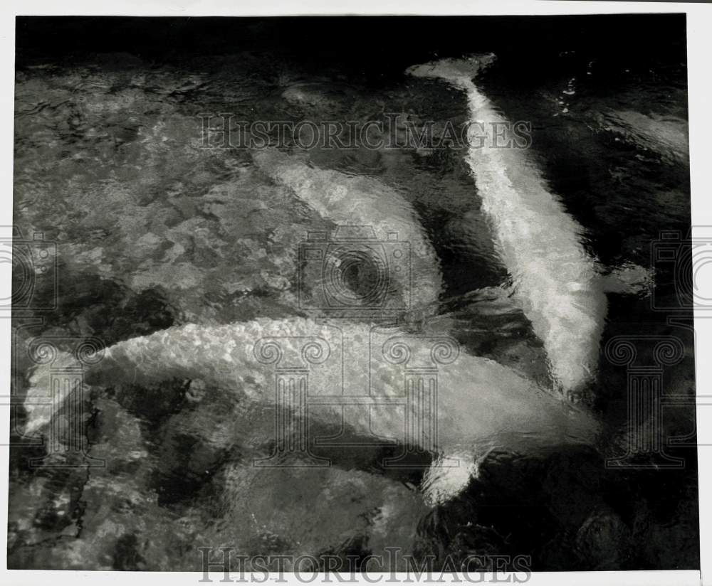 1968 Press Photo Beluga or white whales at the New York Aquarium on Coney Island- Historic Images