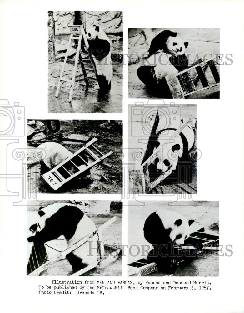 1967 Press Photo Giant Panda Bear "Chi-Chi" in "Men and Pandas" Book - kfx24927- Historic Images