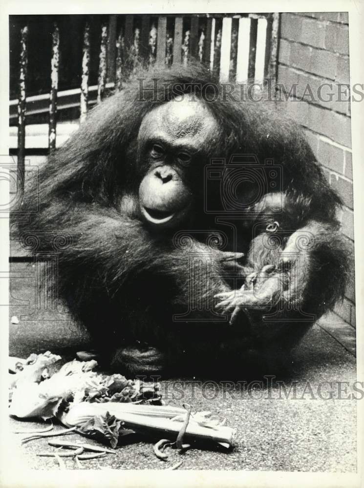 1967 Press Photo Orangutan Mother &quot;Tanga&quot; with Baby at the Zoo in Chicago- Historic Images