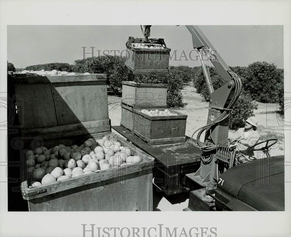 1977 Press Photo Duane Hatcher of Haines City, Florida loads Oranges - kfx29619- Historic Images