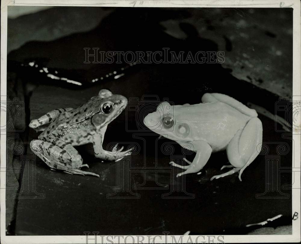 1941 Press Photo Normal and albino green frogs - kfx33867- Historic Images