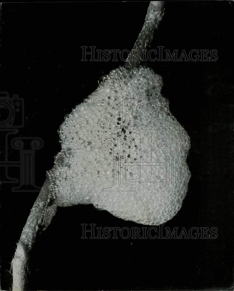 Press Photo Bubble Nest of Froghopper Enlarged before Moulting - kfx35436- Historic Images