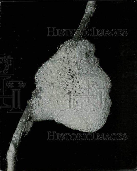 Press Photo Bubble Nest of Froghopper Enlarged before Moulting - kfx35436- Historic Images