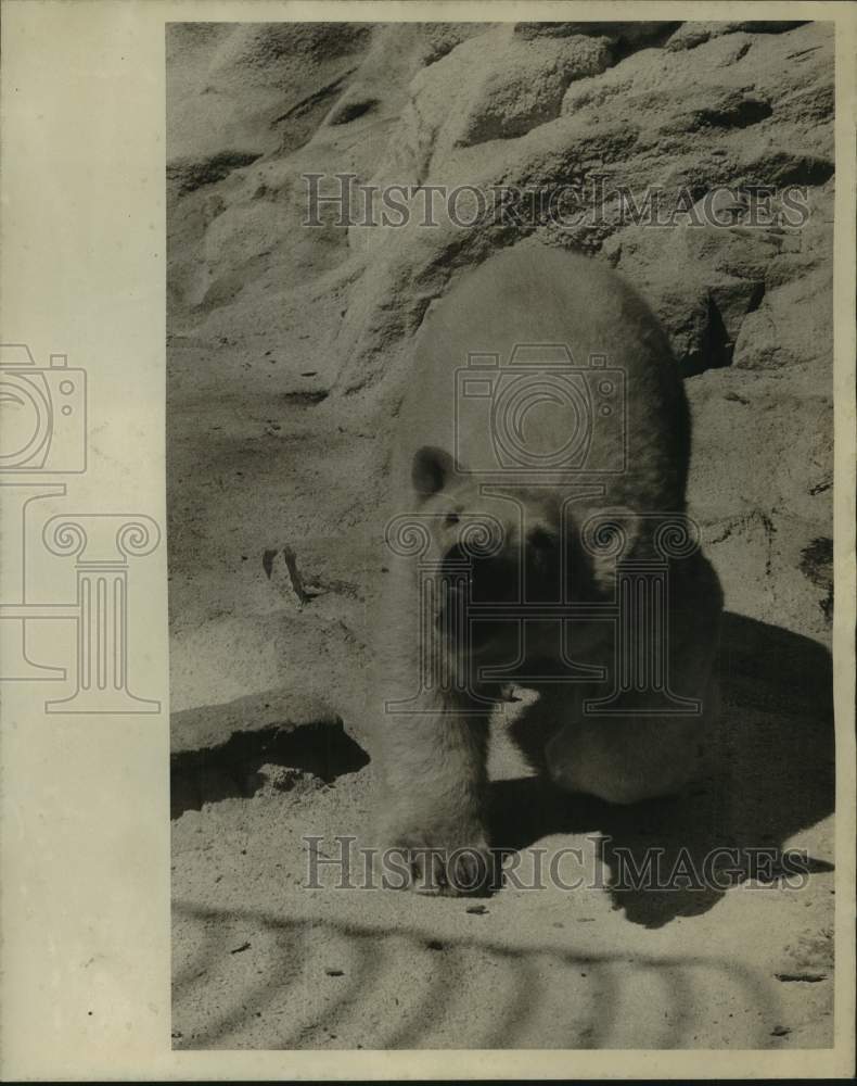 1974 Press Photo Skandi the Polar Bear in Central Park Zoo enjoys cold weather- Historic Images