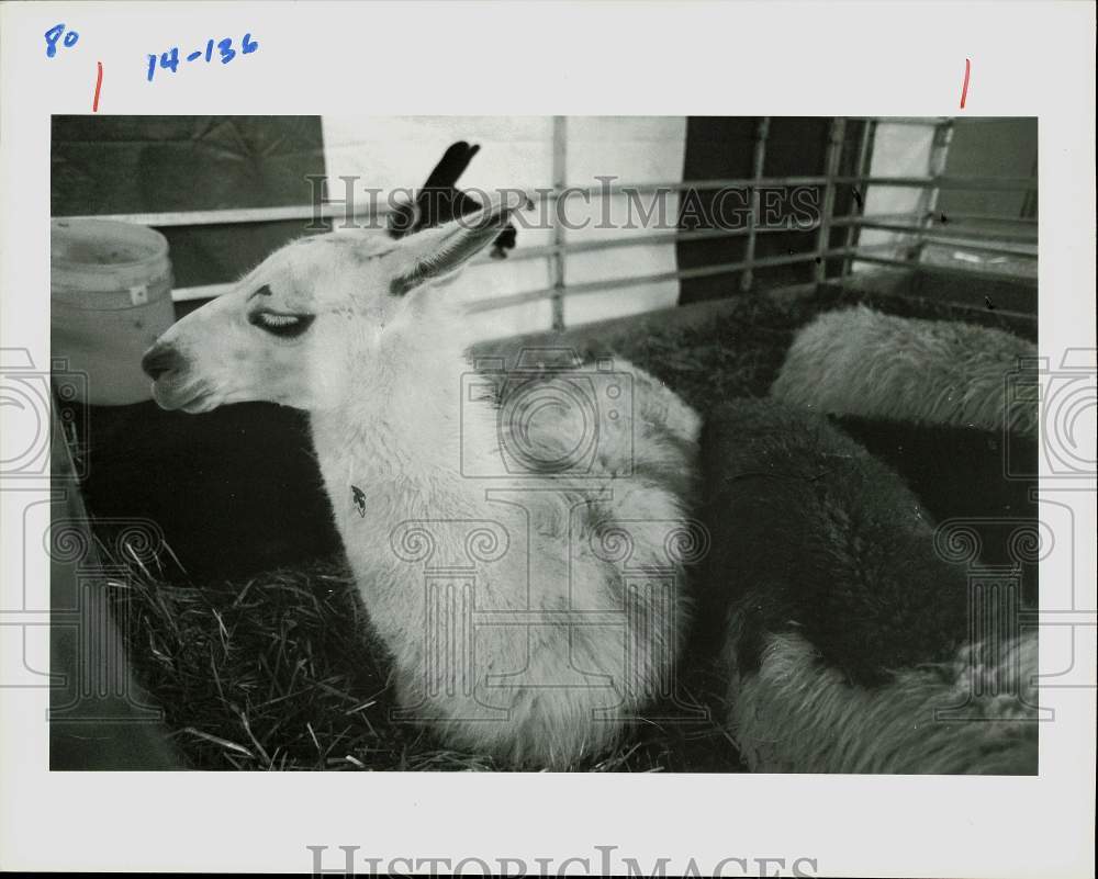 Press Photo A llama lying on hay with friends at farm - lra08679- Historic Images