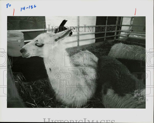 Press Photo A llama lying on hay with friends at farm - lra08679- Historic Images