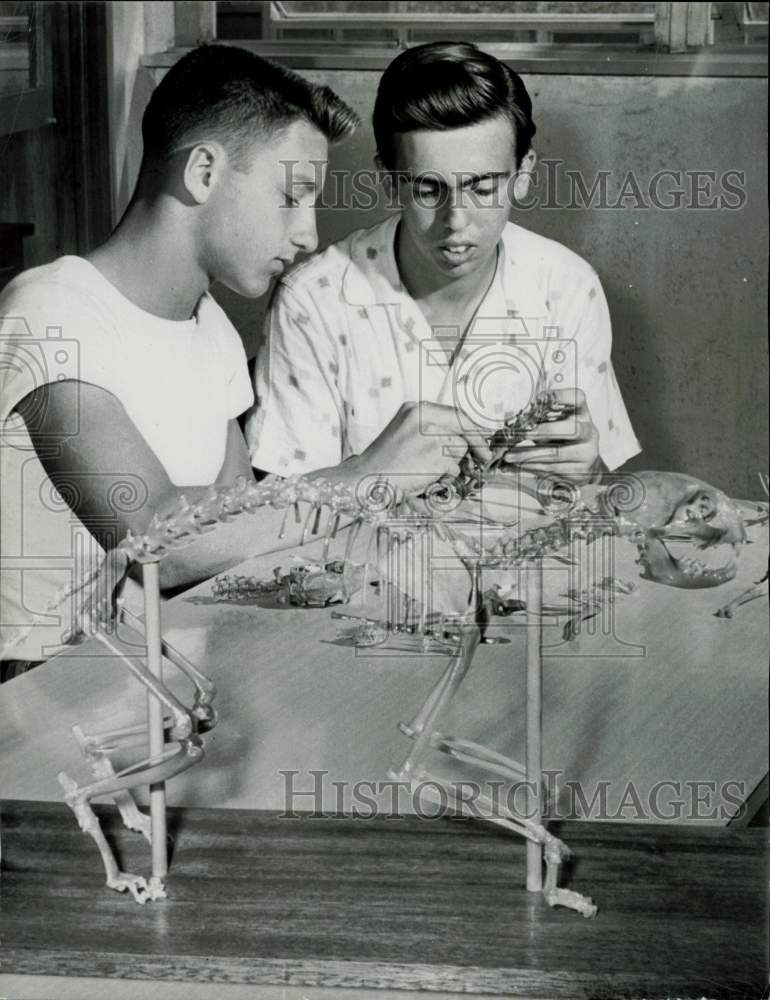 1955 Press Photo Larry Brown &amp; Michael Affronte putting a cat skeleton together- Historic Images