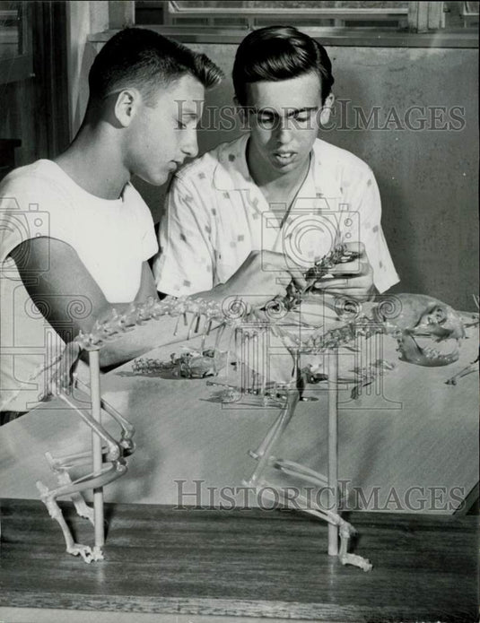 1955 Press Photo Larry Brown & Michael Affronte putting a cat skeleton together- Historic Images