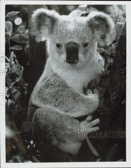 1988 Press Photo Koala in Tree - lra22687- Historic Images