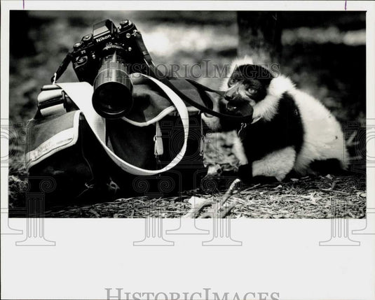1986 Press Photo Lemur at Duke University Primate Center gnaws on camera strap- Historic Images