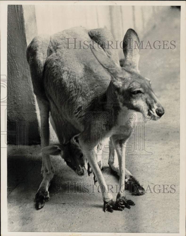 1967 Press Photo A mother kangaroo carrying joey in her pouch - lra23778- Historic Images