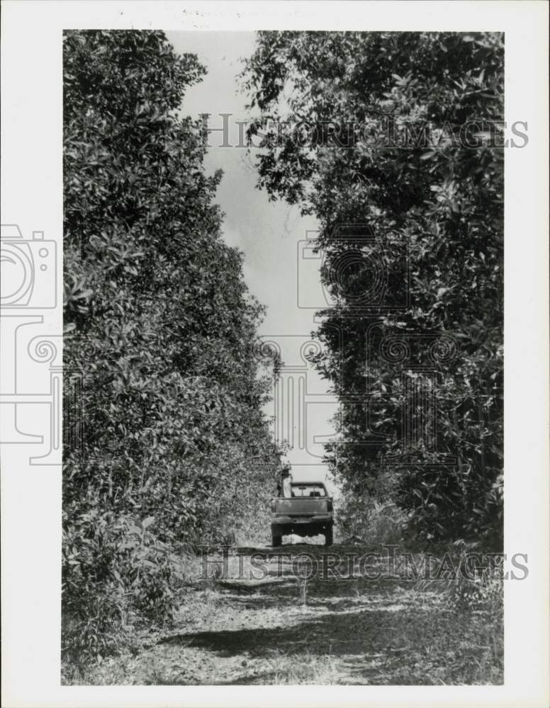 1988 Press Photo Trees along country road in Panama planted by Gilberto Ocana- Historic Images