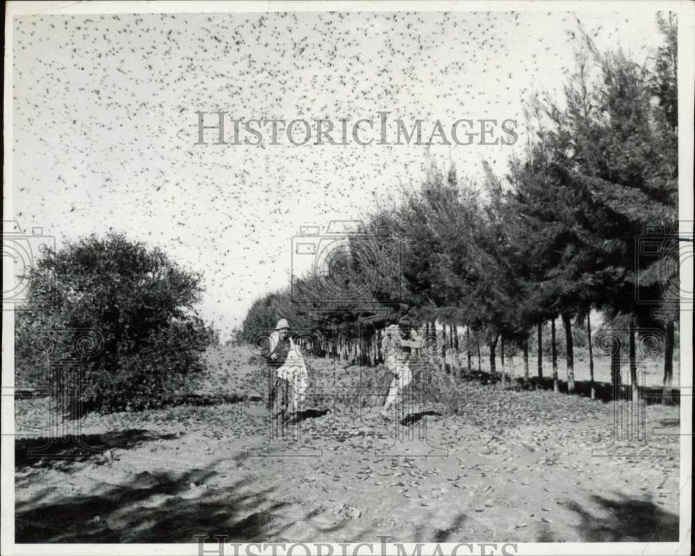 1955 Press Photo Israeli farmers brave swarm of locusts in their territory- Historic Images