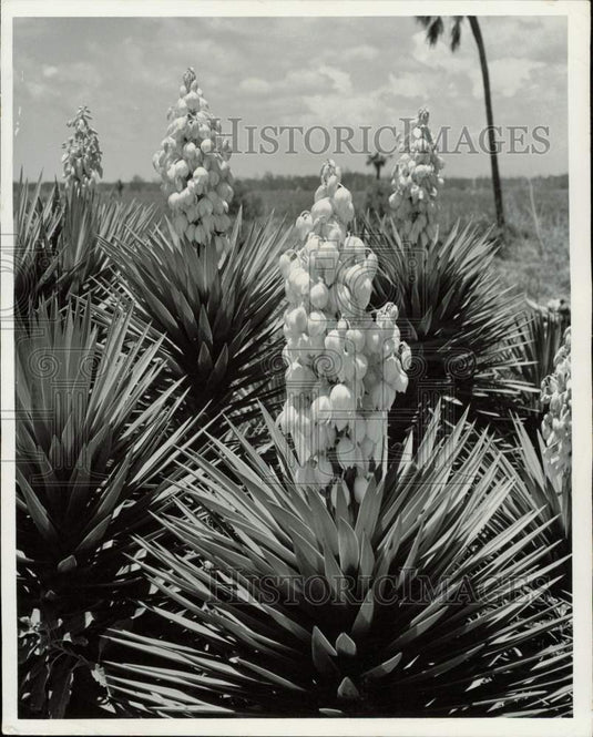 Press Photo Yucca plants in Everglades - lra31435- Historic Images