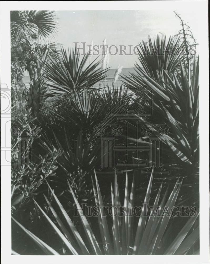 1992 Press Photo South Carolina&#39;s famous Grand Strand besides tropical foliage- Historic Images