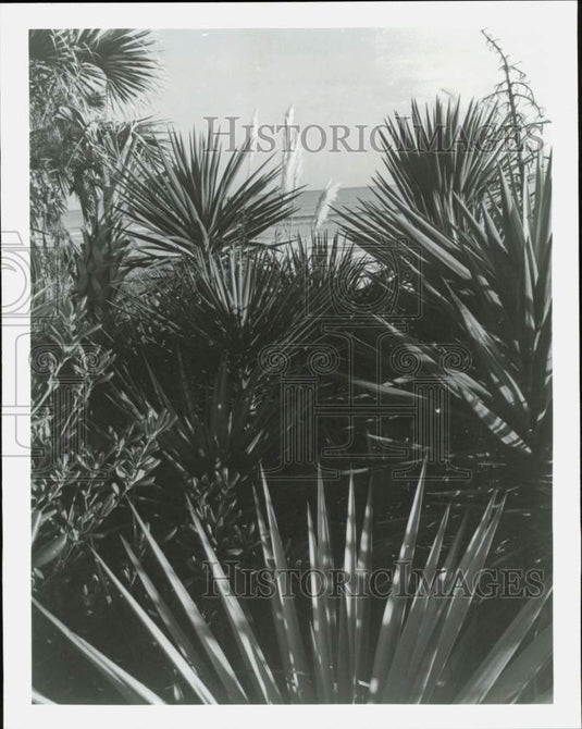 1992 Press Photo South Carolina's famous Grand Strand besides tropical foliage- Historic Images
