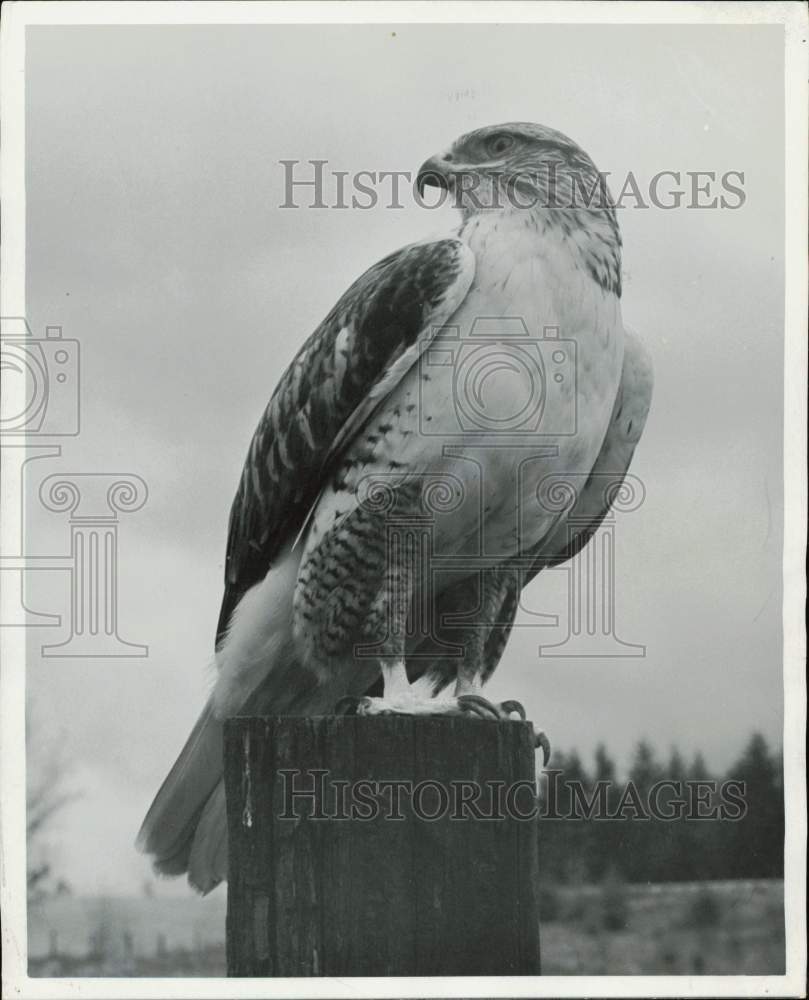 1971 Press Photo Training session of Mugz the hawk at Renton - lra39479- Historic Images