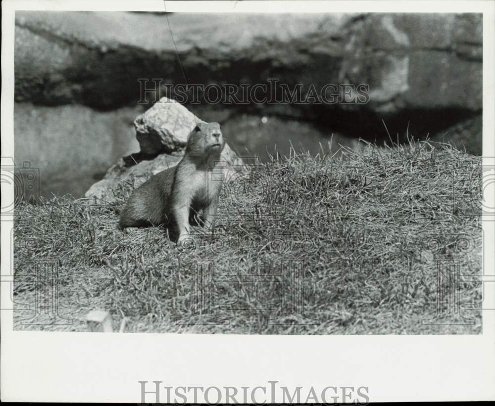 1976 Press Photo Prairie dog at Detroit Zoo - lra40533- Historic Images