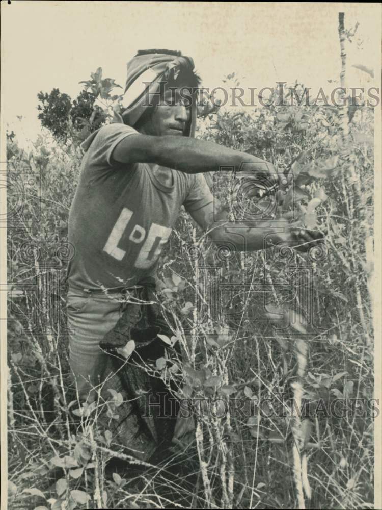 1988 Press Photo A worker picks coca leaves in the field - lra42122- Historic Images