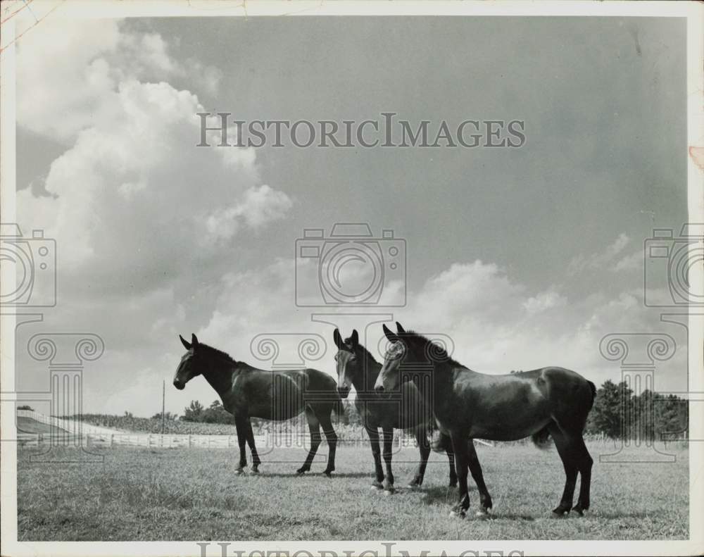 1948 Press Photo Mules at the farm of H. Roy and Zeb Rogers in Person County- Historic Images