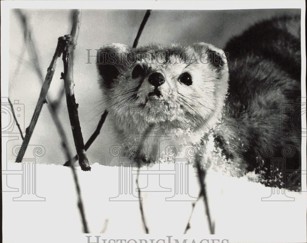 1971 Press Photo A sable on Soviet Russia&#39;s Kamchatka Peninsula - lra43673- Historic Images