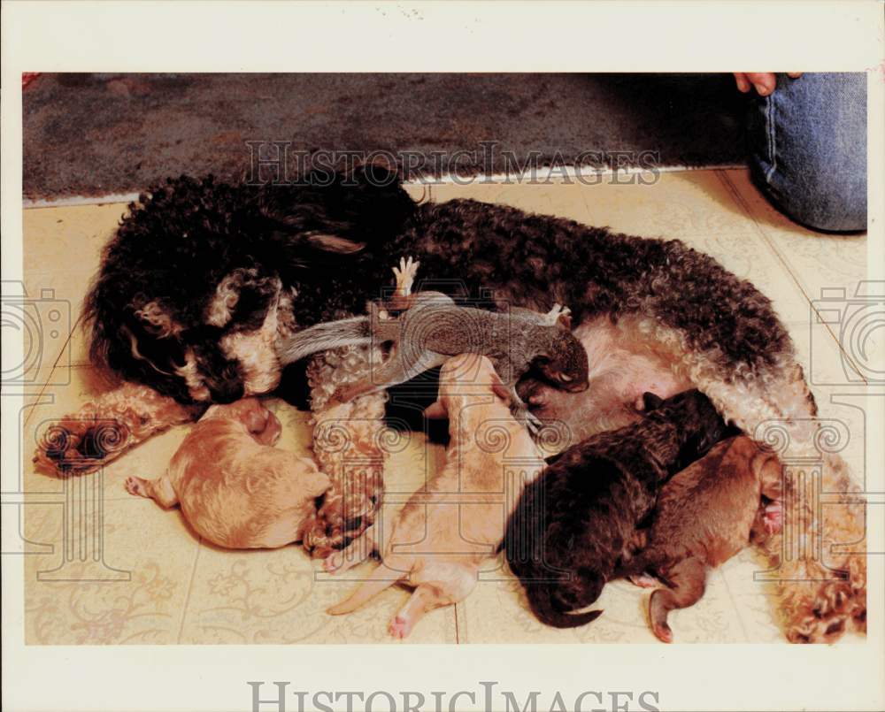 1990 Press Photo Dog &quot;Precious&quot; Nursing Baby Squirrel with Puppies, Belmont- Historic Images