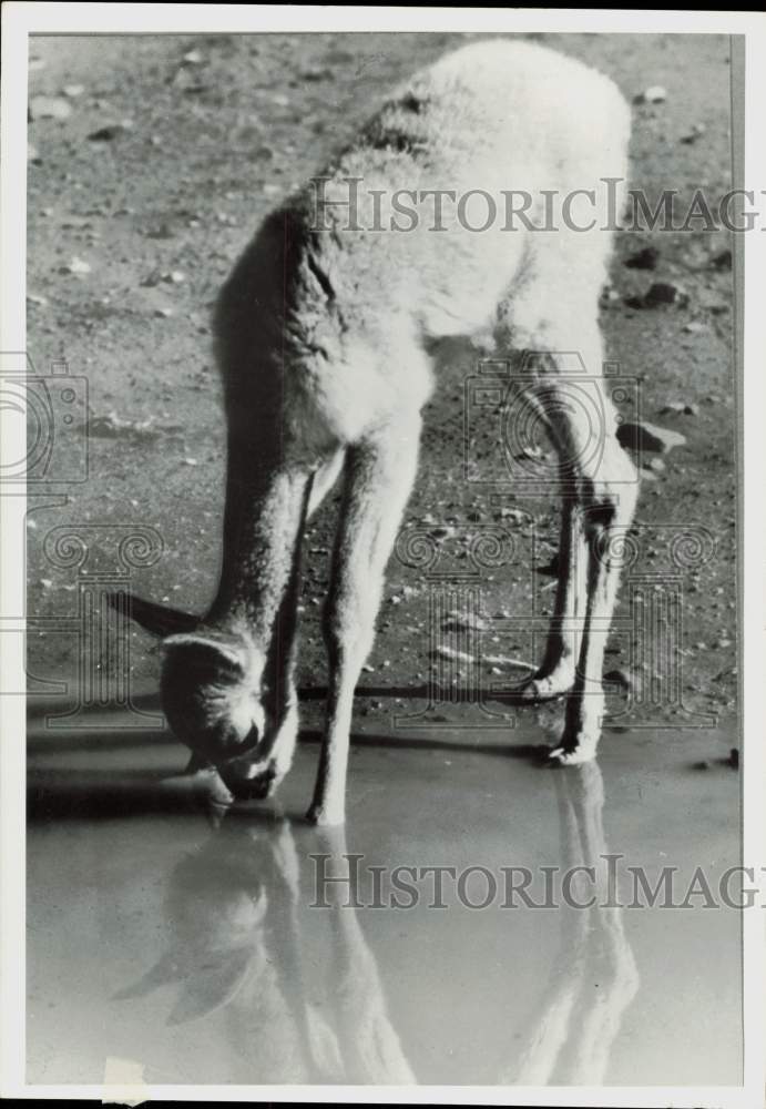 1978 Press Photo Vicuna Drinks at Waterhole, Peru - lra45959- Historic Images