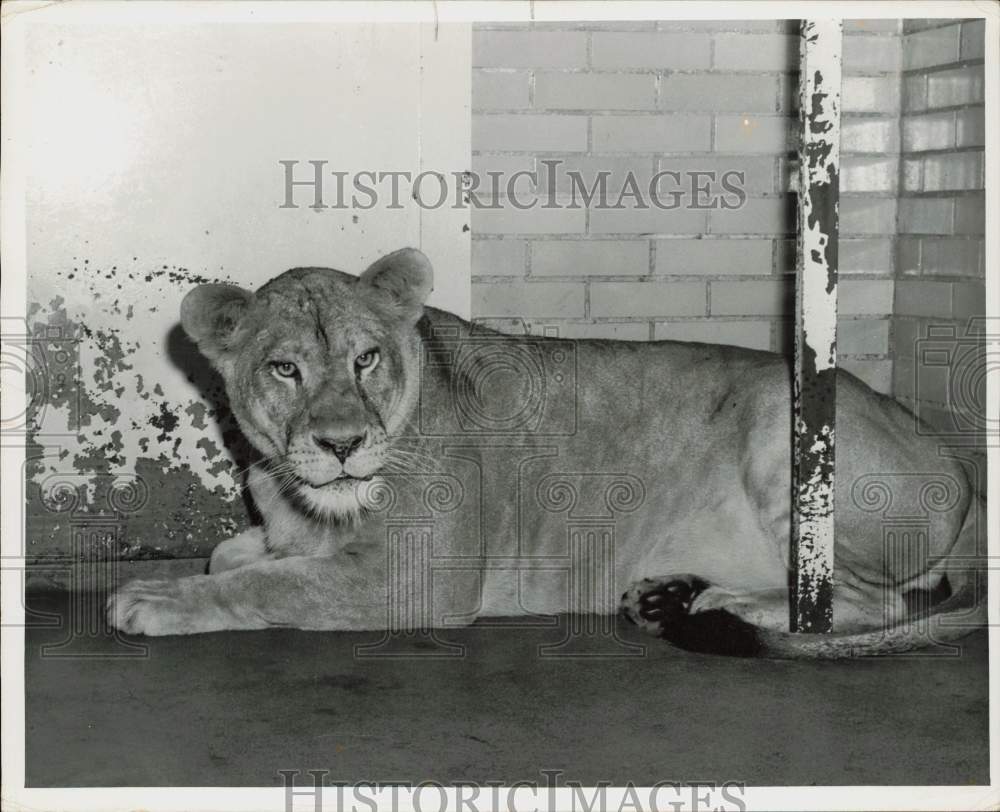 1955 Press Photo Pregnant lion at Como Park Zoo - lra47474- Historic Images