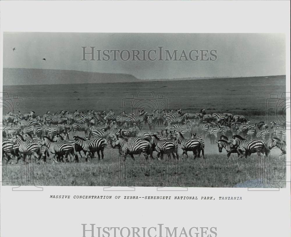 Press Photo Massive concentration of zebra at Serengeti National Park, Tanzania- Historic Images