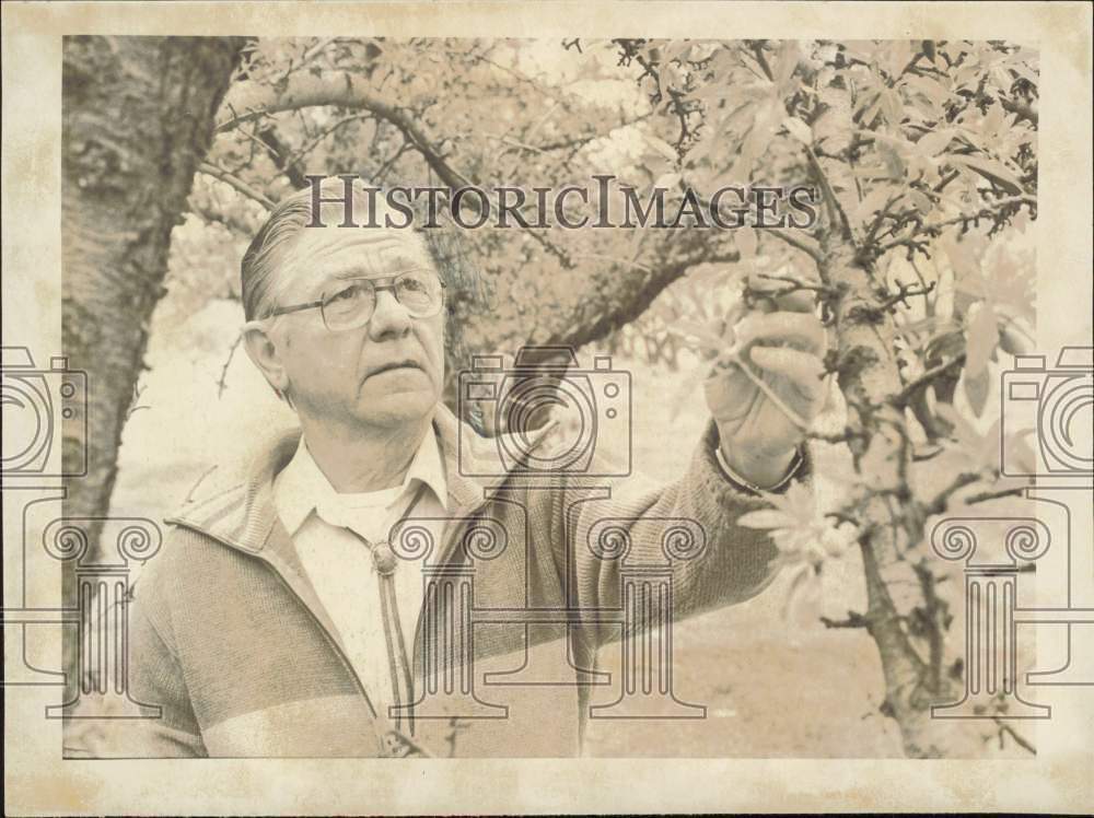 1980 Press Photo Conrad Schilling examining almond blossoms in Fresno County- Historic Images