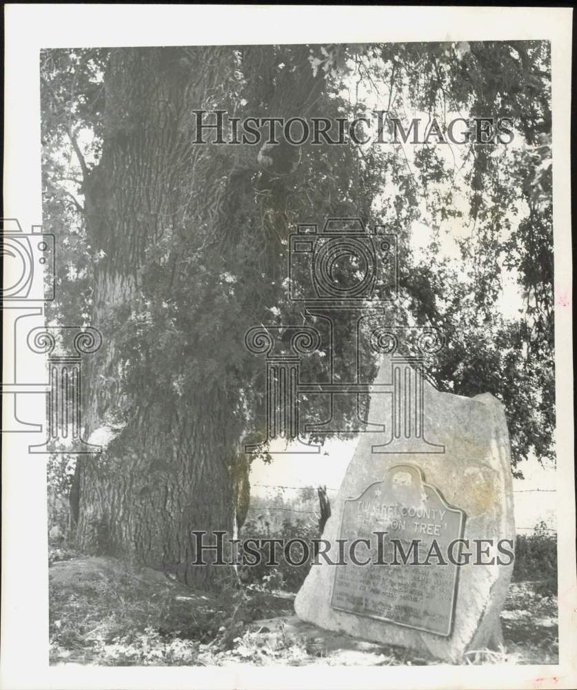 1950 Press Photo A slab with bronze marker next to Tulare County&#39;s Election Tree- Historic Images