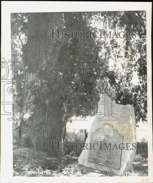 1950 Press Photo A slab with bronze marker next to Tulare County's Election Tree- Historic Images