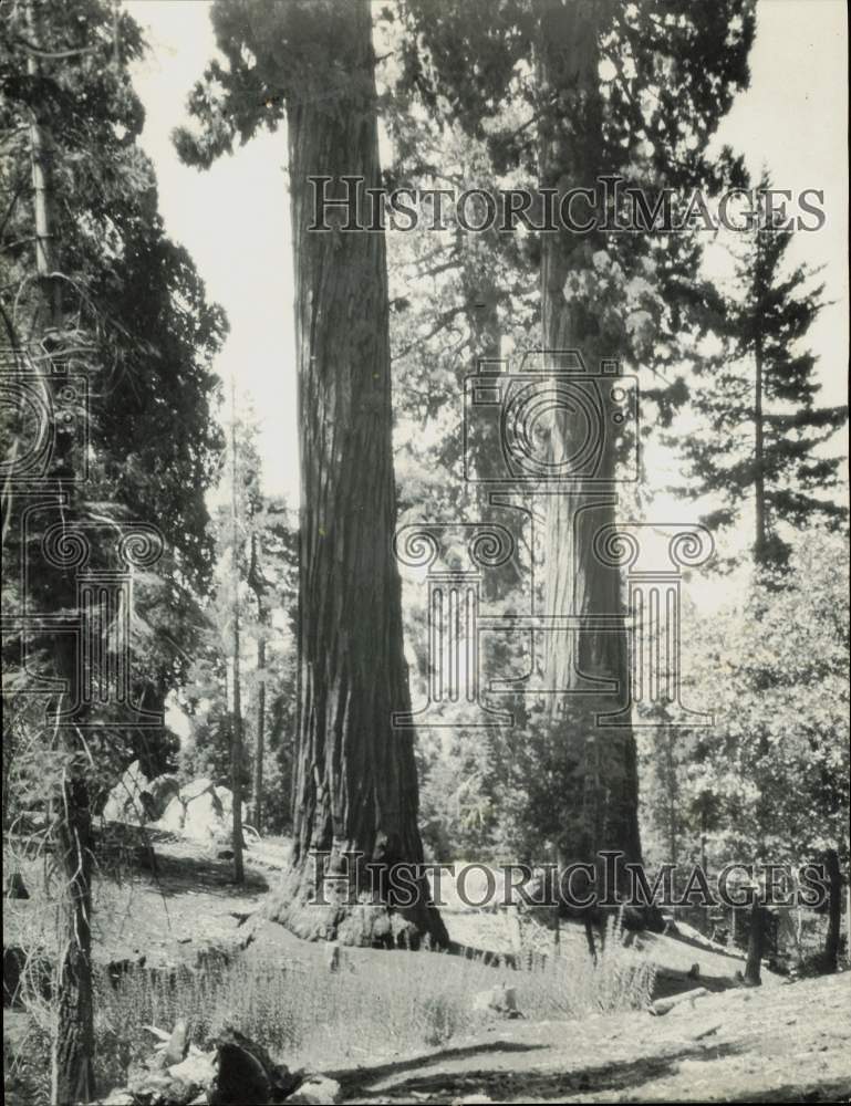 1930 Press Photo View of trees in Pine Flats, Tulare County - lra56281- Historic Images