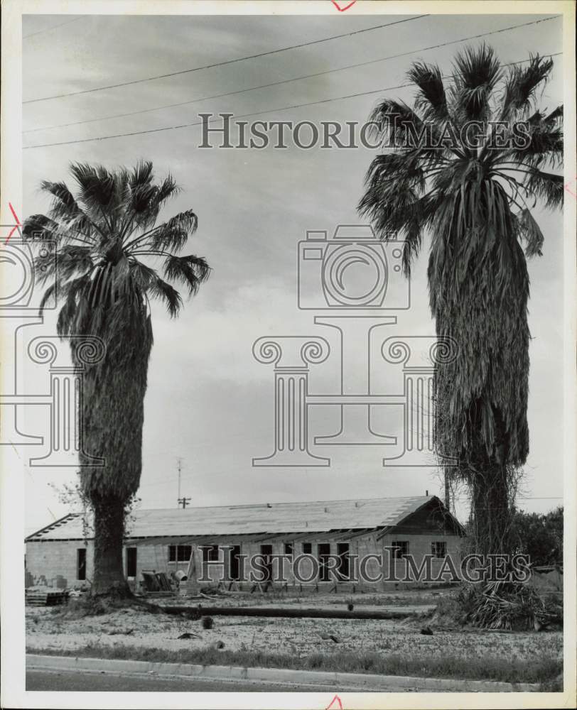 1958 Press Photo Large palm trees in front of Cyrus Bliven&#39;s home in Livingston- Historic Images