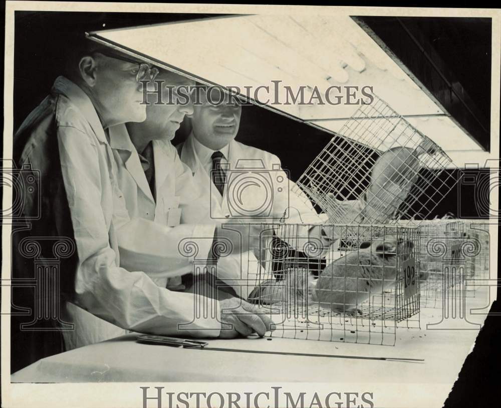 1963 Press Photo Judges examining a chinchilla at Benjamin Franklin Hotel- Historic Images