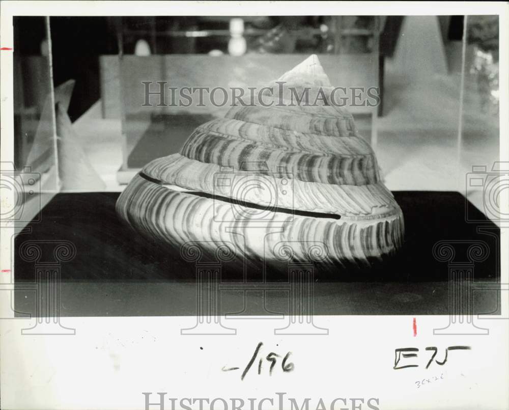 1984 Press Photo Harry Lee&#39;s Ertemnotrochus rumphii, named Shell of the Show- Historic Images