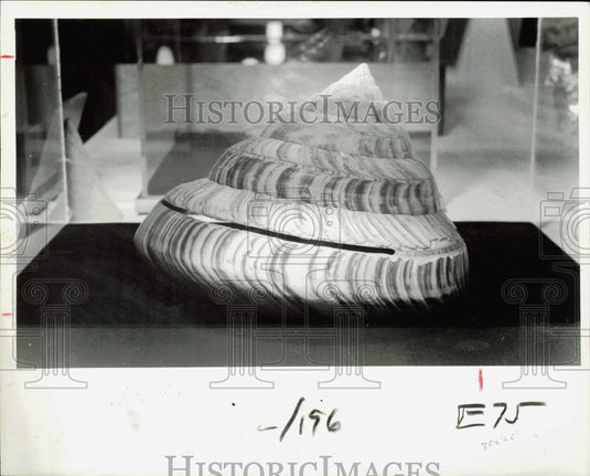 1984 Press Photo Harry Lee's Ertemnotrochus rumphii, named Shell of the Show- Historic Images