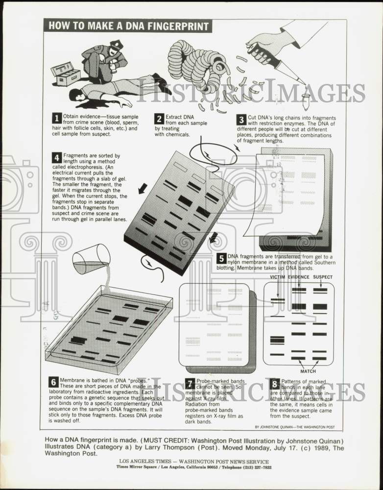 1989 Press Photo Illustration showing how a DNA fingerprint is made - lra59387- Historic Images