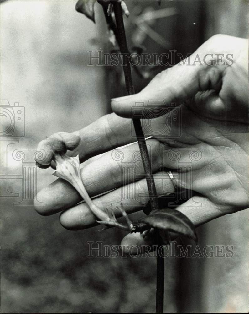 1981 Press Photo Closeup view of a flower starting to bloom - lra62615- Historic Images